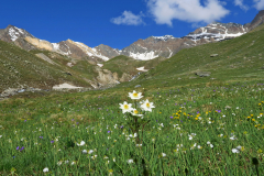 Alpi in fiore