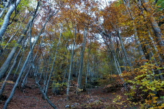 Bosco d'autunno alle pendici del Pasubio