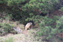 Una marmotta attratta dal profumo dei mughi in primavera